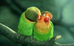 birds kissing 1080p 2k 4k 5k hd