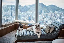 pet friendly hotels in hong kong