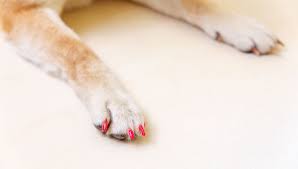 human nail polish on dogs is it safe