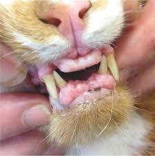 periodontal disease in cats back to