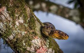 幻のヘビを64年ぶりに発見、世界一希少なボア | ナショナル ジオグラフィック日本版サイト
