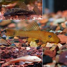 Tropical Fish For Freshwater Aquariums Bushy Nose Pleco