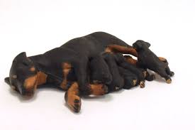miniature rottweiler with 5 nursing