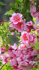 10 flowers name in hindi english and