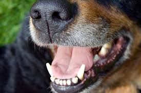 mouth cancer in dogs