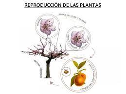 reproducciÓn de las plantas resumen