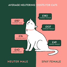 how much does it cost to neuter a cat