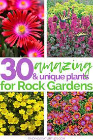 30 Rock Garden Plants That Perform Like