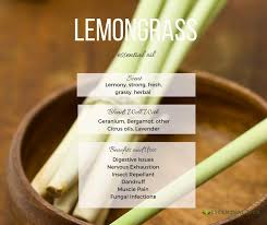 lemongr essential oil cymbopogon