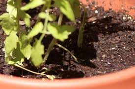 How To Reuse Potting Soil