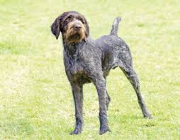 german wire haired pointer canadian dogs