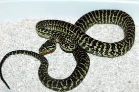 zebra jungle carpet pythons at aar