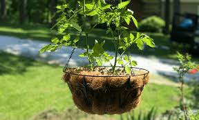 Hanging Container Gardens A Story Of
