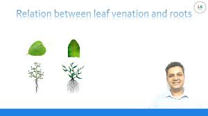 plant roots and leaf venation