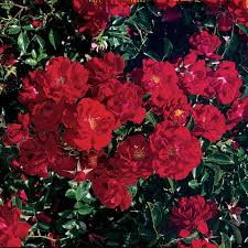 red ribbons ground cover rose