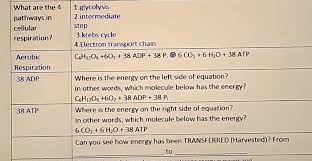 Krebs Cycle 4 Electron Transport Chain