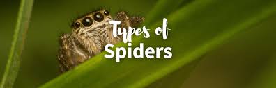 all 21 types of spiders identification