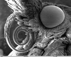 48 Best Scanning Electron Microscopy Images Microscopic Images