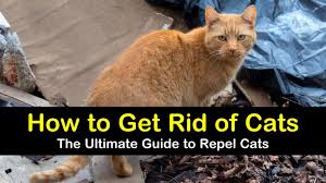 14 ingenious ways to get rid of cats
