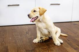 The Best Flooring For Dogs Other Pets