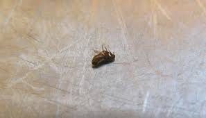 here s what kills fleas on contact
