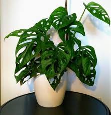 Pothos To Coin Plant Feng Shui Plants