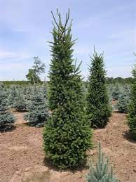 The norway spruce hails from europe. Pin On Outdoor Inspiration