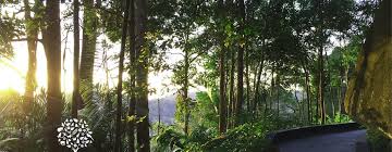 Visit the habitat, an interesting nature walk set on top of penang hill. The Habitat Penang Hill Admission Ticket Musement