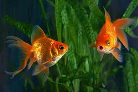 how long do goldfish live 5 ways to