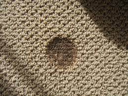 expert carpet burn repair 310 736