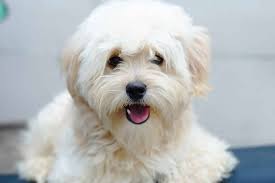 pomapoo dog breed complete guide az