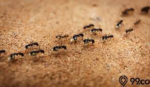 Doa yang dapat menghalau serangga seperti nyamuk dan semut dari rumah. Doa Mengusir Semut 5 Cara Menyuruhnya Pergi Tanpa Menyakiti
