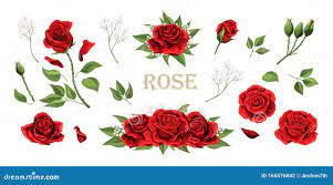 Нарисованные розы