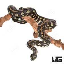 jungle carpet pythons morelia spilota
