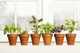 how to grow an indoor herb garden