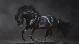 Wallpaper Black horse run in the dark ...