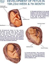Chart On Embryology