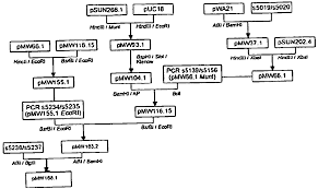 Bacillus Cereus Identification Flowchart