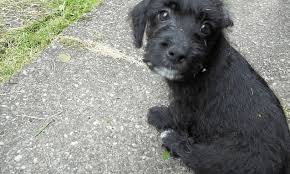 See more ideas about peek a poo, puppies, puppy names. Jackapoo Fun Loving Energetic And Smart