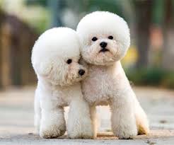 teddy bear dogs top 20 breeds that