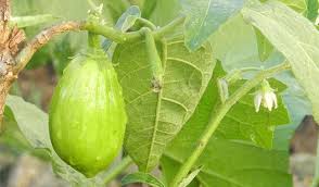 Prevent Eggplant Pests And Diseases