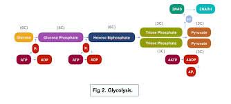 The Stages And S Of Glycolysis