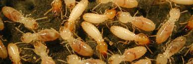 how to identify termites what do