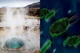 Bacterias termófilas: características, hábitat, alimentación