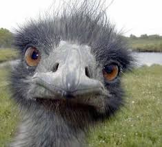 Ostrich Im Just Checking In On You Funny Animal