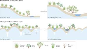 tundra vegetation change and impacts on