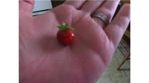 Koji nakao from fukuoka contacted guinness world records after coming. Smallest Ripe Strawberry World Record Margaret Mcgregor