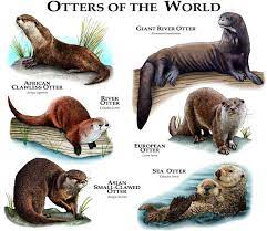 It has been almost no contest in my mind that river otters outweigh sea otters on the cuteness scale. 23 Wiesel Otter Ideen Tiere Ausgestopftes Tier Tierwelt Kunst