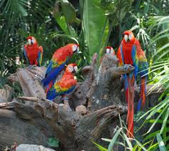 parrot facts habits habitat species