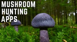 The Best Apps For Mushroom Identification And Why A Book Is